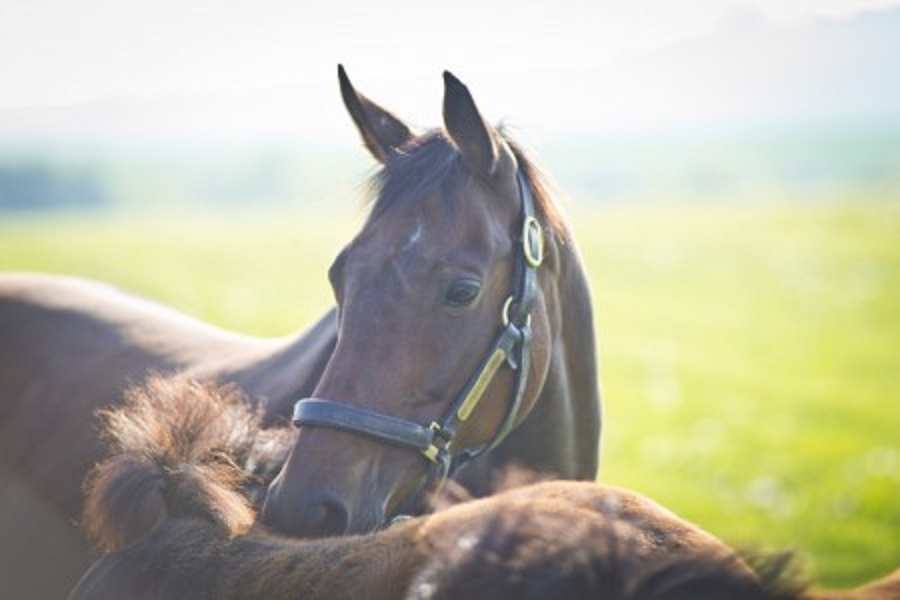 British Thoroughbred Breeding Industry Economic Impact Study Image British Thoroughbred Breeding Industry Economic Impact Study Image